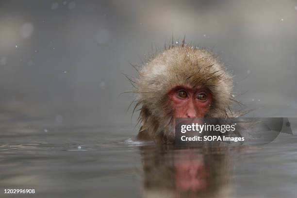 Japanese macaque enjoys a hot spring. Jigokudani Yaen-koen was opened in 1964 and its known to be the only place in the world where monkeys bathe in...