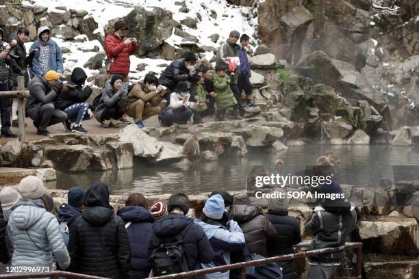 Japanese macaques enjoy a hot spring. Jigokudani Yaen-koen was opened in 1964 and its known to be the only place in the world where monkeys bathe in...