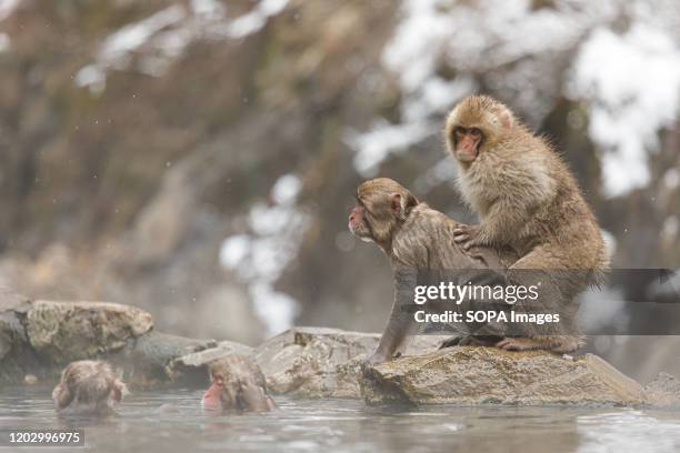 Japanese macaques enjoy a hot spring. Jigokudani Yaen-koen was opened in 1964 and its known to be the only place in the world where monkeys bathe in...