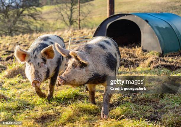 zwei freilandschweine zusammen auf einem feld - poggy stock-fotos und bilder