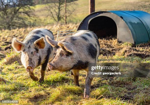 dos cerdos de campo libre juntos en un campo - pig fotografías e imágenes de stock