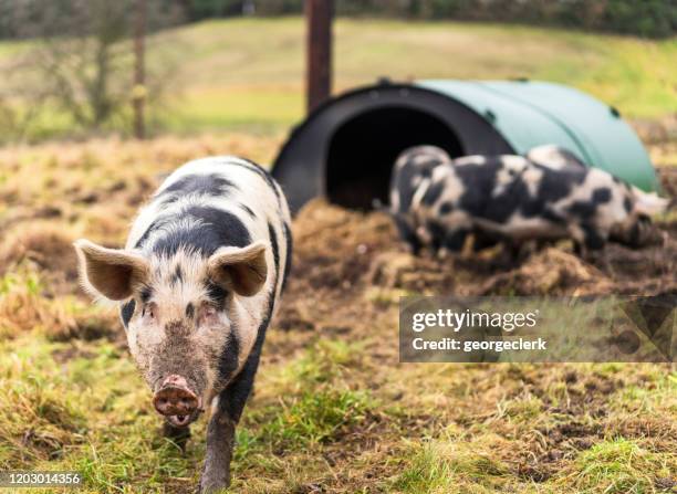 more food please - free range pig - pigs eating stock pictures, royalty-free photos & images