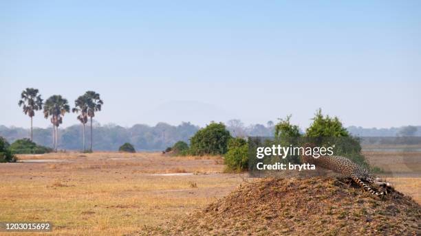 cheetah on a mound in liwonde national park,malawi - liwonde national park stock pictures, royalty-free photos & images