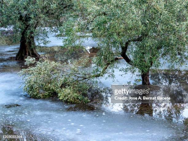 agricultural field of olive trees affected by a winter snowstorm. - destruction foto e immagini stock