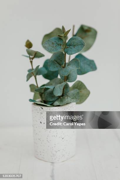 bunch of eucalyptus branches with fresh leaves in vase - feuille d'eucalyptus photos et images de collection