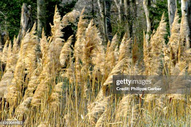 144 Milton Reed Stock Photos, High-Res Pictures, and Images - Getty Images