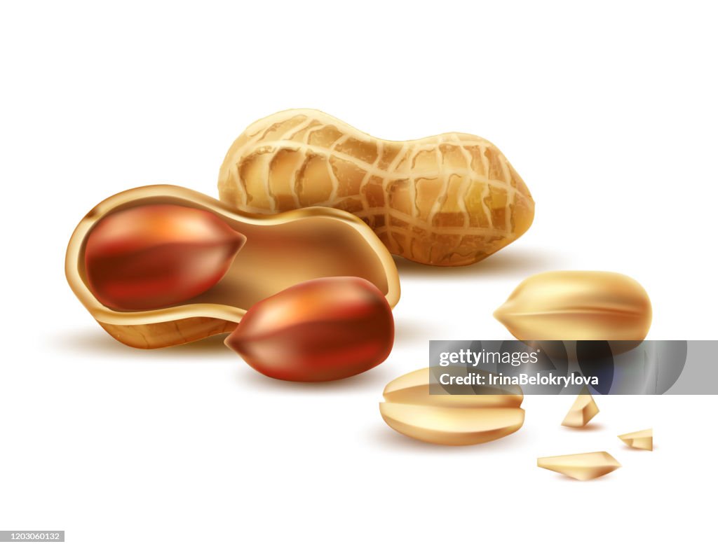 Vector Realistic Peanut In Nutshell Kernel Shell High-Res Vector ...