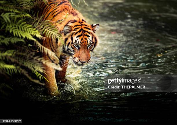 tiger - tiger eye stock pictures, royalty-free photos & images