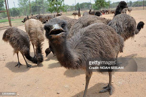 Five month old Emu looks at the camera on a farm on the outskirts of Hyderabad on July 1, 2011. Emus are farmed primarily for their meat, leather,...