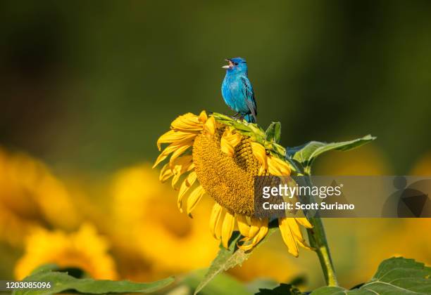 blue & yellow - indigo bunting stock pictures, royalty-free photos & images