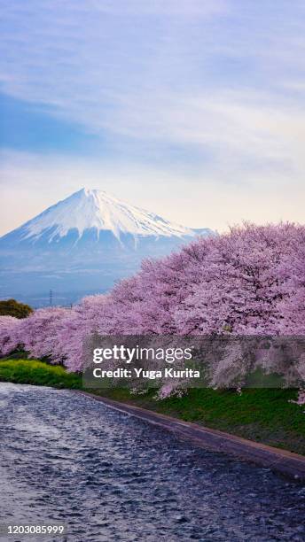 mt. fuji over cherry blossoms - fuji bildbanksfoton och bilder