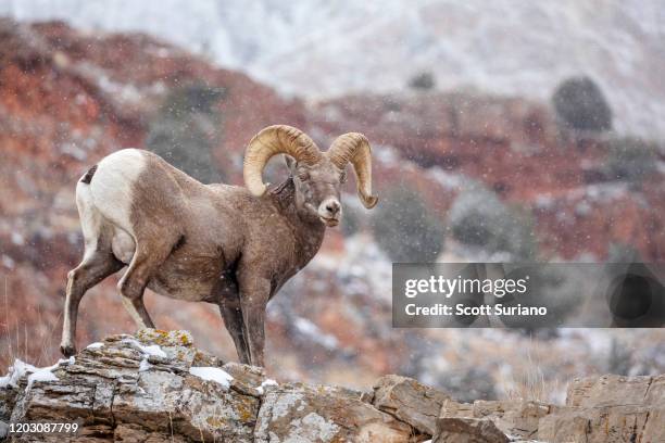 ram power - bighorn sheep stockfoto's en -beelden