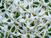 Close up of Siamese white ixora flower