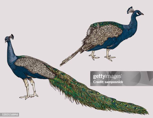 detailed line art peacock set - peacock illustration stock illustrations