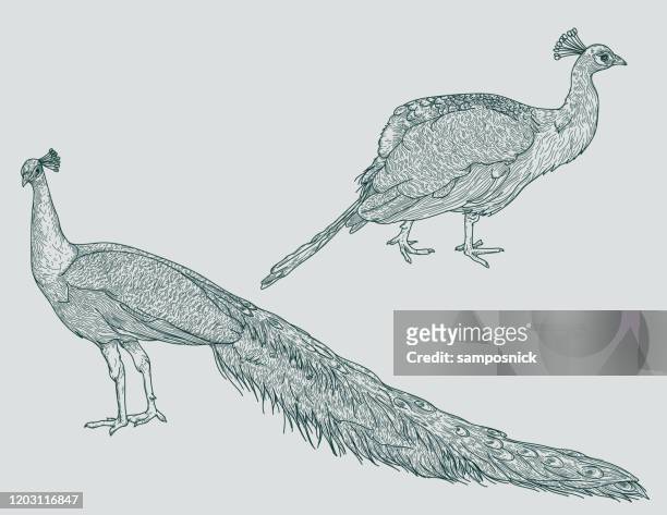 ilustraciones, imágenes clip art, dibujos animados e iconos de stock de línea detallada arte peacock set - pheasant bird