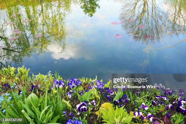 Reflections Of Spring Flower Reflection Water Photos and Premium High Res Pictures - Getty Images