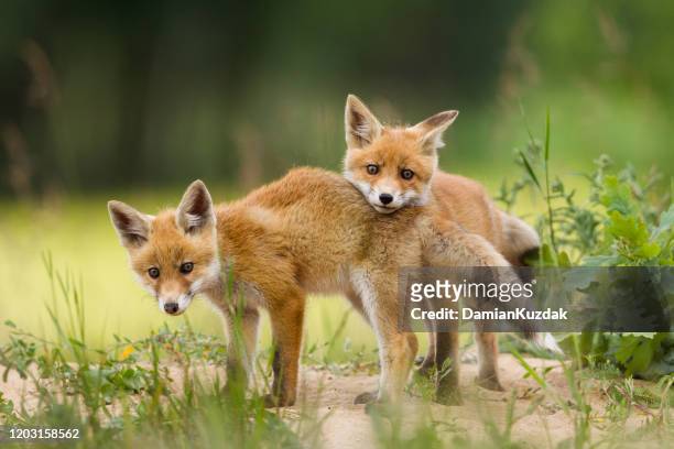 adorabili cuccioli di volpe che giocano - fauna selvatica foto e immagini stock