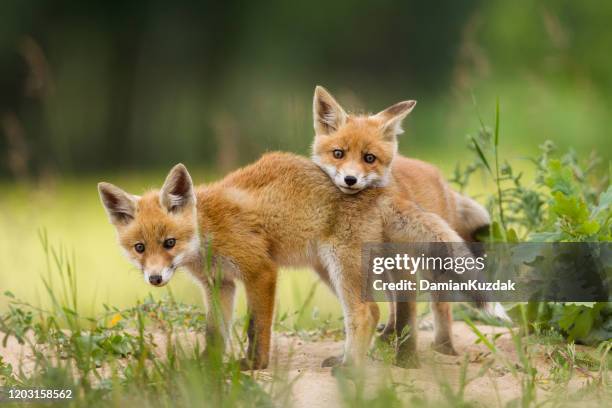 aanbiddelijke babyvospups die spelen - kit stockfoto's en -beelden