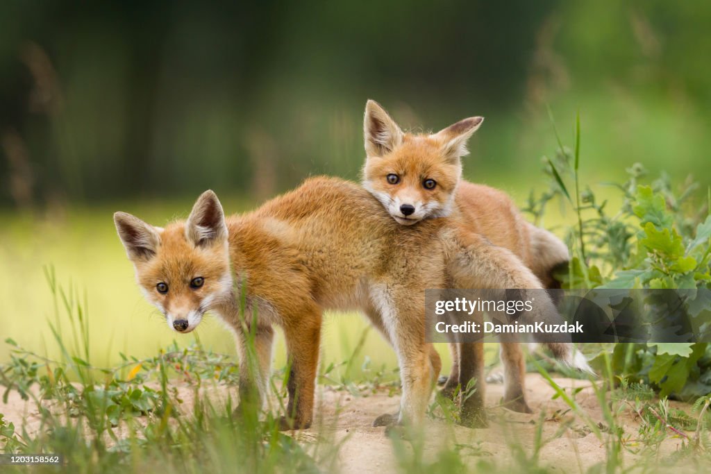 Adorable baby fox pups playing
