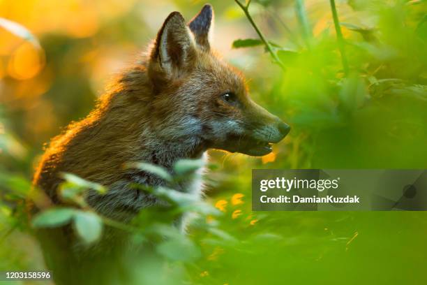 Fox Morning 4,288 Fox Morning Stock Photos, High-Res Pictures, and Images - Getty ...