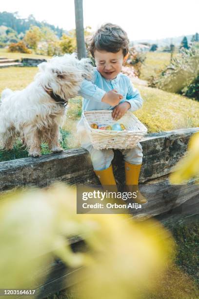 little boy eating a chocolate easter eggs. - dog easter stock pictures, royalty-free photos & images