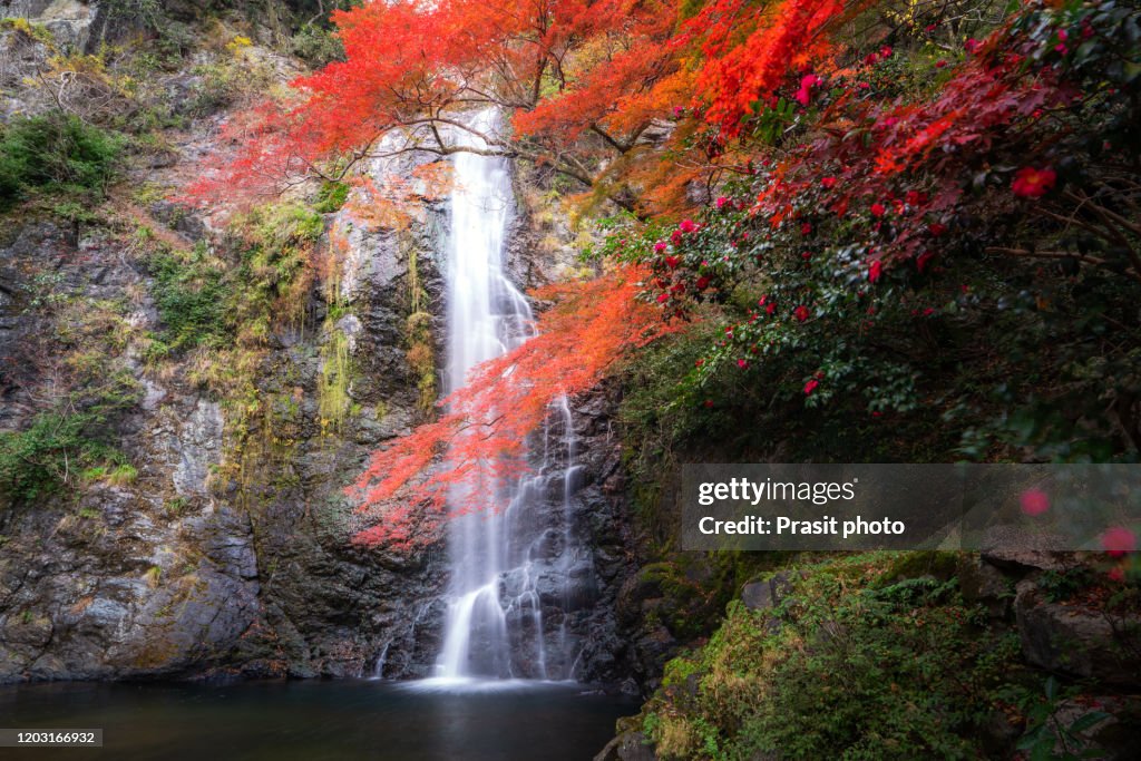 Beautiful Minoh waterfall with red maple leaf in autumn season in Osaka Japan. Japan tourism, nature life, or landscape most visited tourist attractions concept.