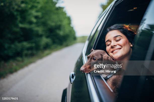 one young woman and her dog driving in car - dog and car stock pictures, royalty-free photos & images