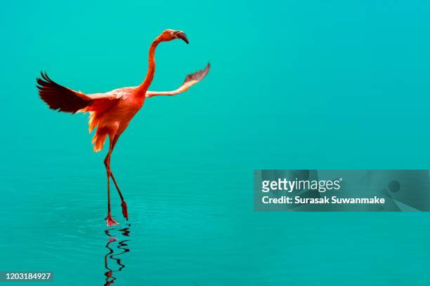 a picture of a flamingo flying in the clear blue sea with the sun shining with a beautiful reflection. - flamingos fotografías e imágenes de stock