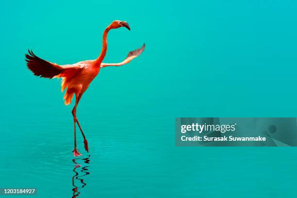 a picture of a flamingo flying in the clear blue sea with the sun shining with a beautiful reflection. - flamant photos et images de collection