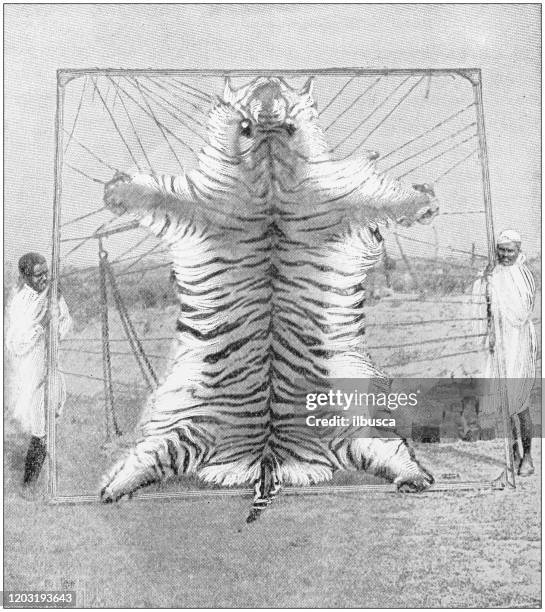 antique photo: tiger skin - tiger fur stock illustrations