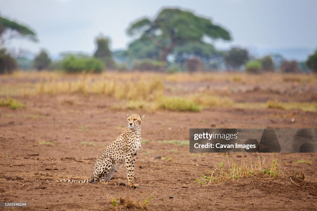 Young gepard is sitting in the savannah, safari in Kenya