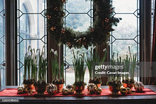 paperwhite bulbs grow in bowls on a window ledge. - daffodil bulb stock pictures, royalty-free photos & images