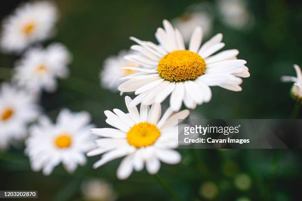 close up of daisy flower in backyard - ox eye daisy stock pictures, royalty-free photos & images