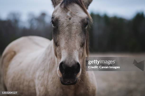 buckskin quarter horse close up - snout stock pictures, royalty-free photos & images