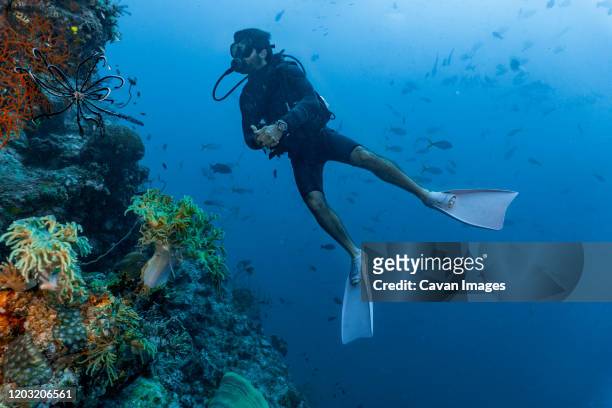 scuba diver exploring the great barrier reef in australia - cairns queensland stock pictures, royalty-free photos & images