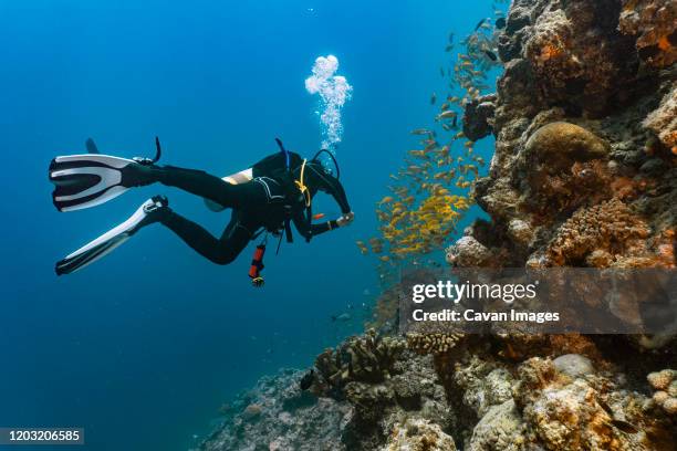 scuba diver exploring the great barrier reef in australia - female explorer stock pictures, royalty-free photos & images