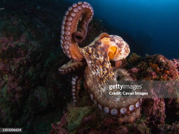 underwater picture of a common octopus - giant octopus stock pictures, royalty-free photos & images