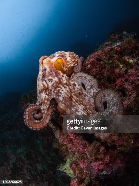 underwater picture of a common octopus - giant octopus stock pictures, royalty-free photos & images