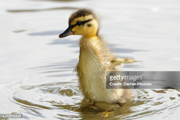 tip toes - duckling stock pictures, royalty-free photos & images