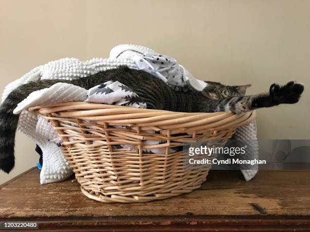 Funny View Of A Tabby Cat Stretching In A Laundry Basket With Paw  Outstretched High-Res Stock Photo - Getty Images