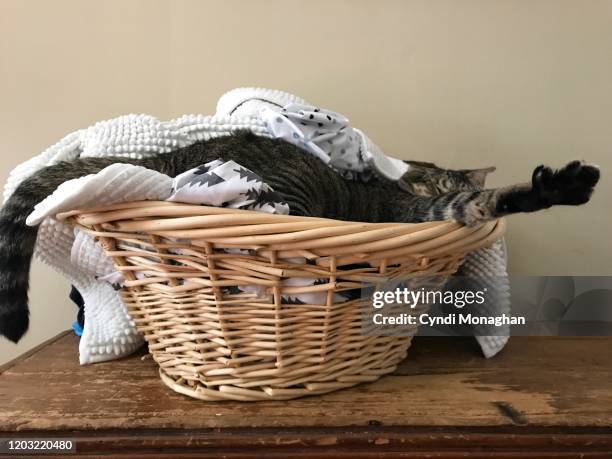 funny view of a tabby cat stretching in a laundry basket with paw outstretched - laundry basket foto e immagini stock