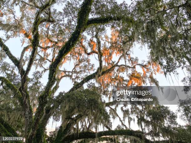 southern live oak and spanish moss falling and a beautiful sunset - air plant stock pictures, royalty-free photos & images