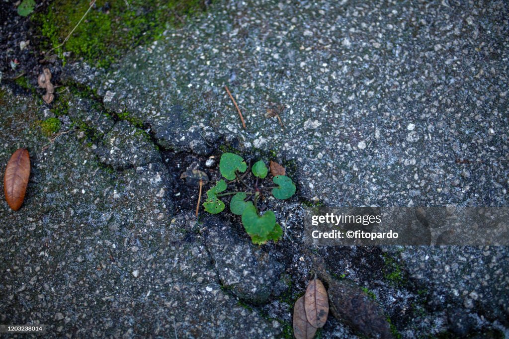 Weeds in cracks on pavement in Florida