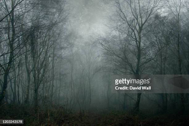 a spooky dark forest on a foggy day. with a digital paint effect. with a grunge, blue, textured edit. - spooky texture stock pictures, royalty-free photos & images