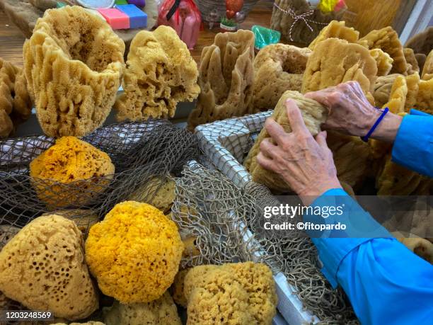 woman touching sea sponges - tarpon springs stock pictures, royalty-free photos & images