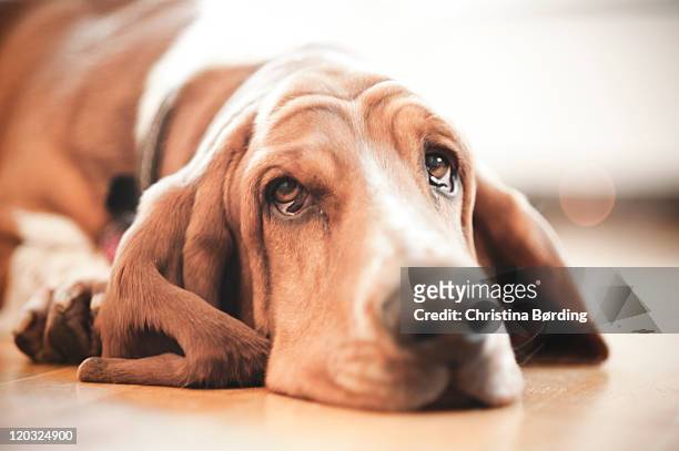 basset hound - バセット犬 ストックフォトと画像
