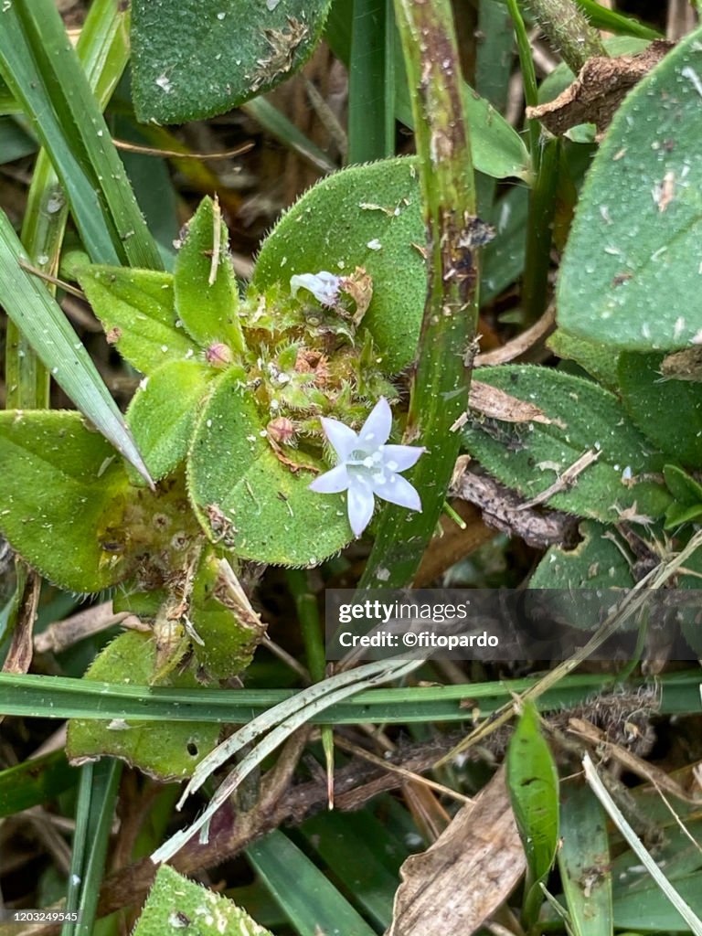 Florida pusley and wild turf or wild grass