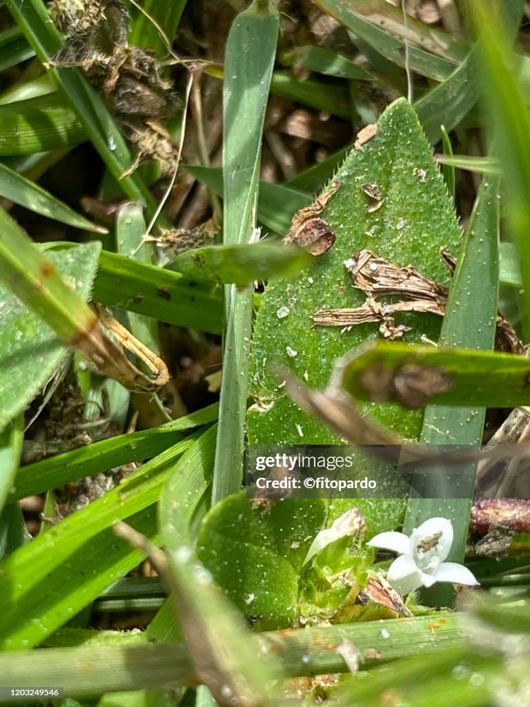 Florida pusley and wild turf