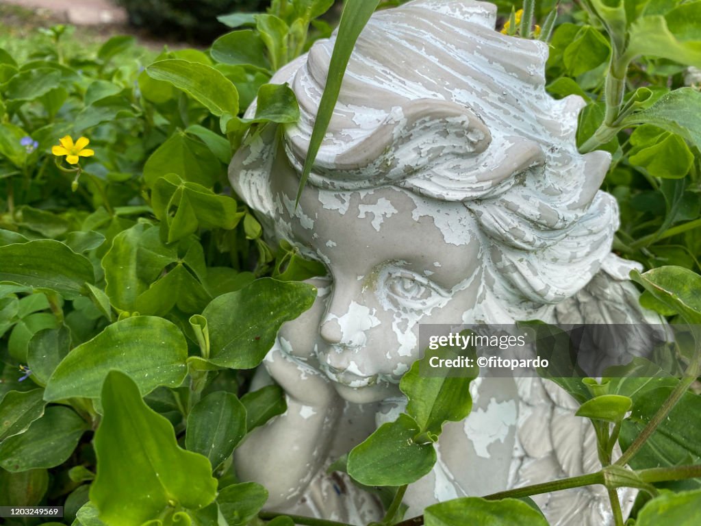 Common Yellow Woodsorrel and a Cherub
