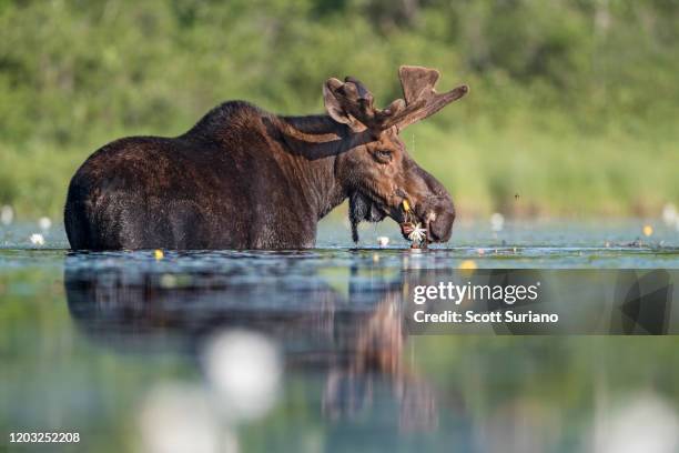 flower power - moose stock pictures, royalty-free photos & images
